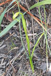 Coastal false asphodel